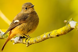 Moineau environnement